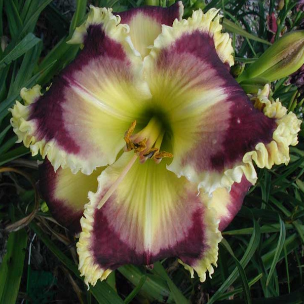 I Stand Amazed - Sold Out